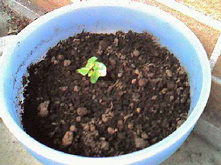 実際には不発弾が4発眠っている植木鉢…